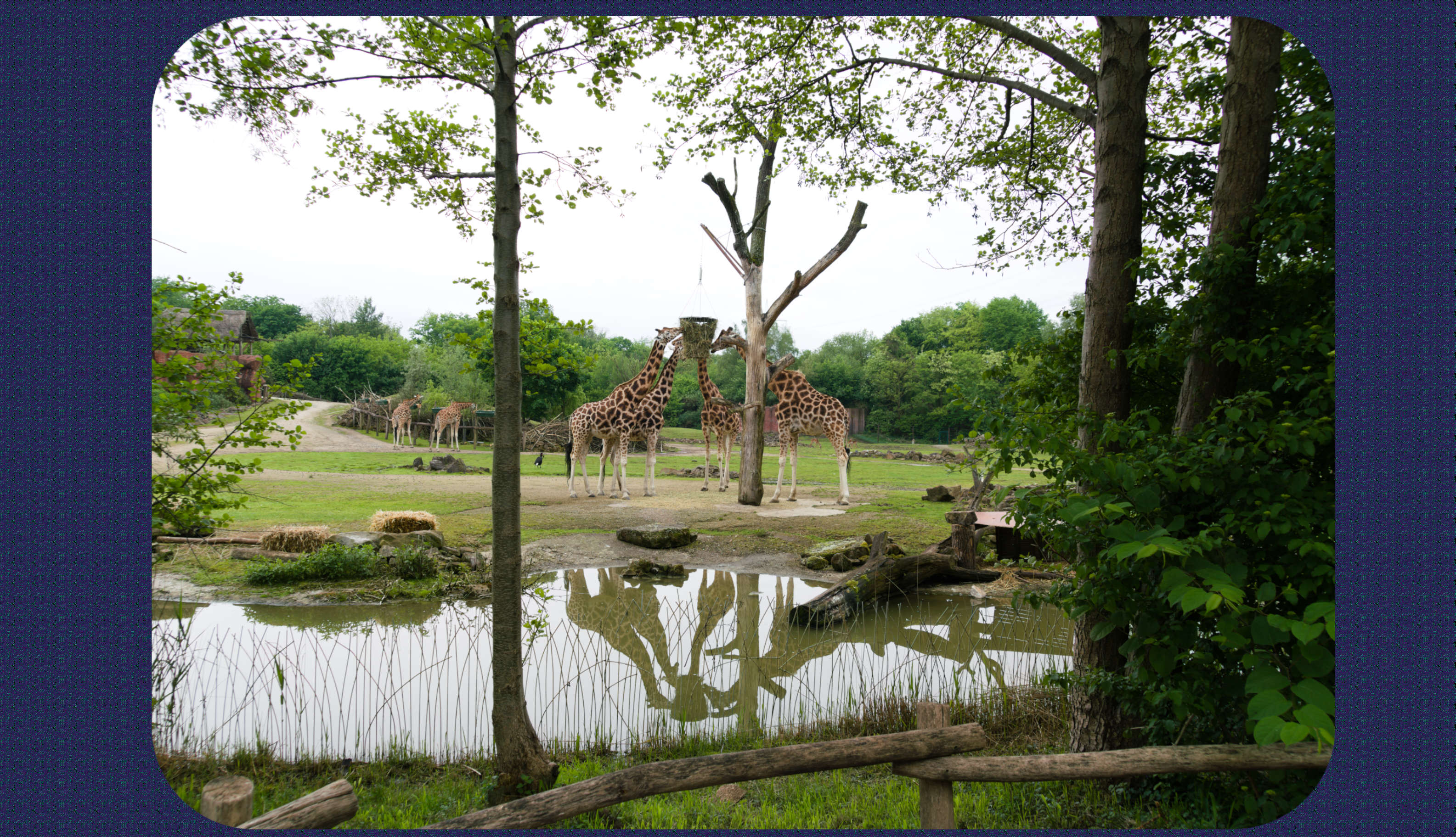 ZOOM Erlebniswelt Giraffen